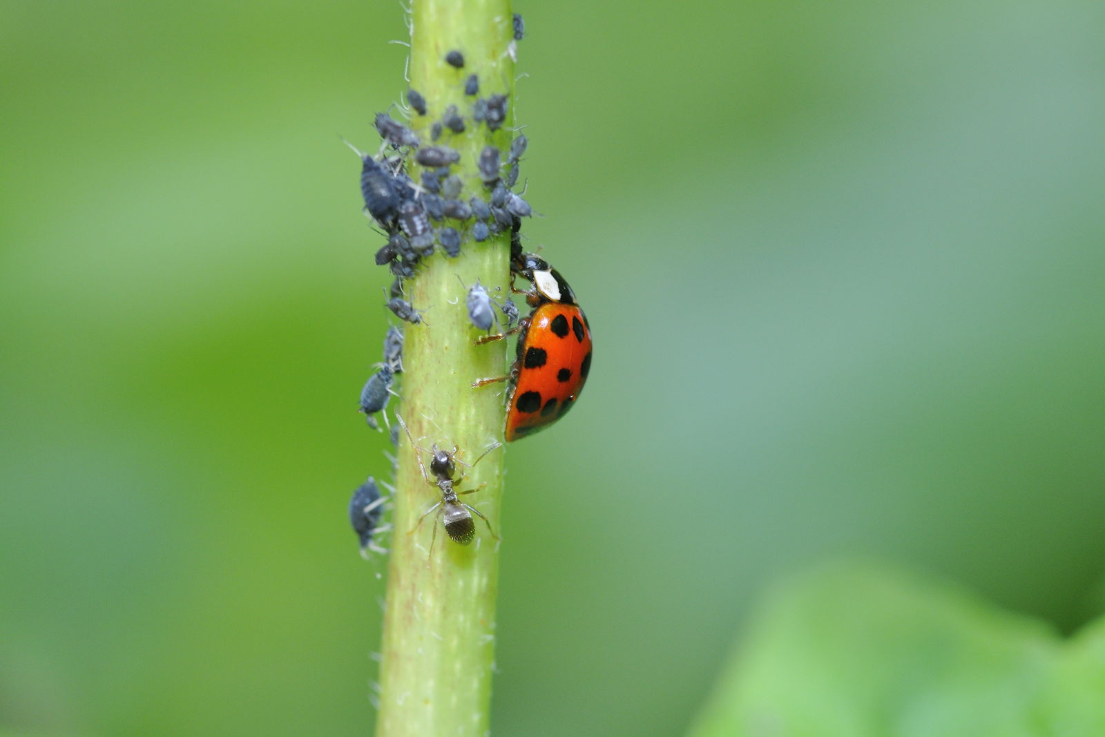 Servizio di Lotta Biologica e Integrata